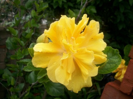 Hoa màu vàng