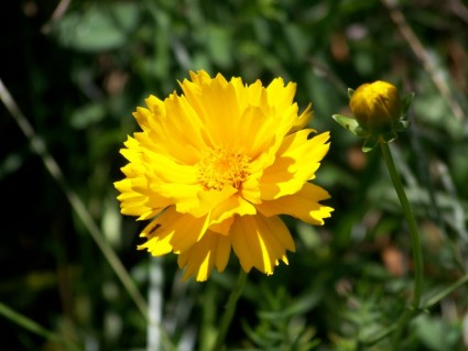 Hoa màu vàng