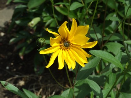 Gelbe Blume Blüte