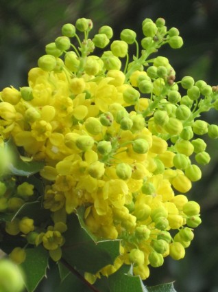 黄色の花のつぼみ