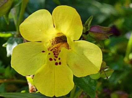 sarı çiçek bahçesi