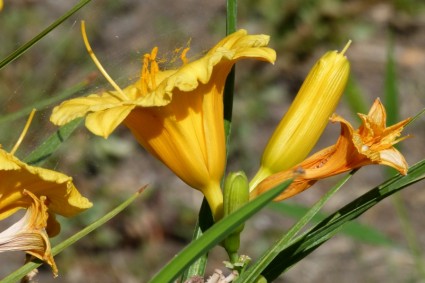 lilly de flor amarilla
