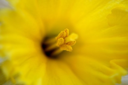 الماكرو زهرة صفراء