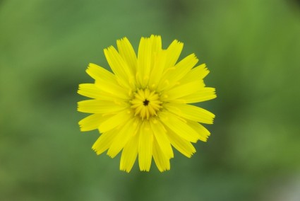 желтый цветок Мадагаскар