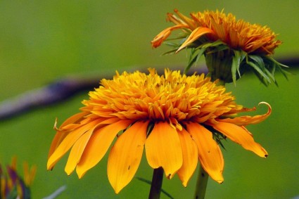 naturaleza de flor amarilla