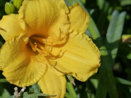 желтый цветок природа