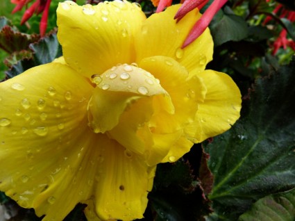 黄色の花の雨