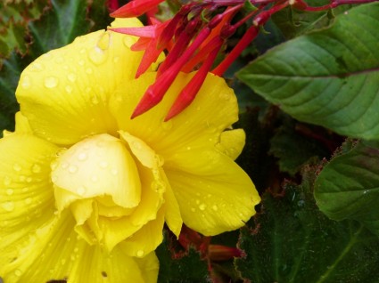 sarı çiçek yağmur damlaları