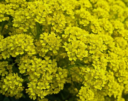 flores amarillas