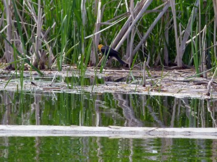 желтый возглавлял blackbird болотистую местность болото
