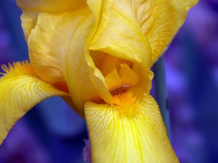 iris mata kuning