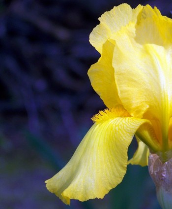 iris mata kuning