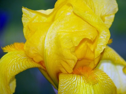 黄花の花菖蒲