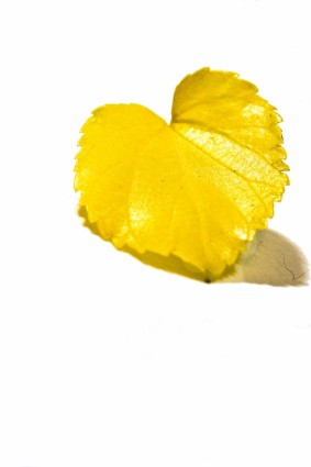 желтый лист