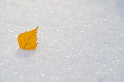 黃色的葉子在雪地上