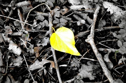 黄色叶子