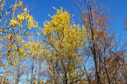 黄色の葉