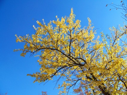 feuilles jaunes