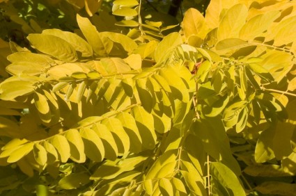 Gelbe Blätter