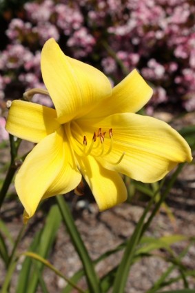 黄色のユリの花