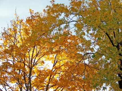 feuilles d'érable jaune