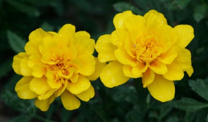 Verão de flores malmequeres amarelos