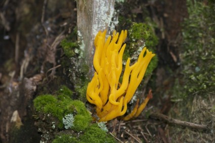 floresta de cogumelo amarela