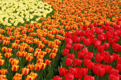 tulipanes amarillos anaranjados y rojos