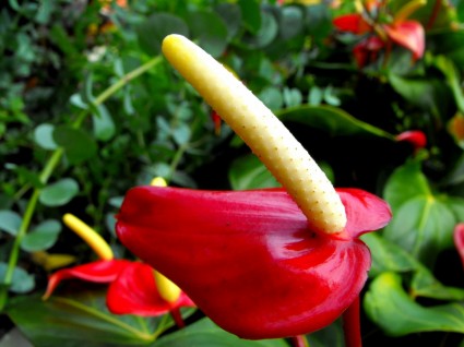 Żółty kwiat czerwony