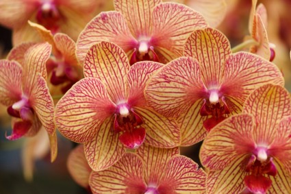 orquídeas vermelhas amarelas