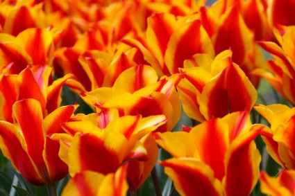 żółte, czerwone tulipany