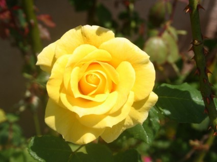 Hoa hồng màu vàng