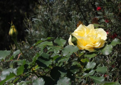 mawar kuning