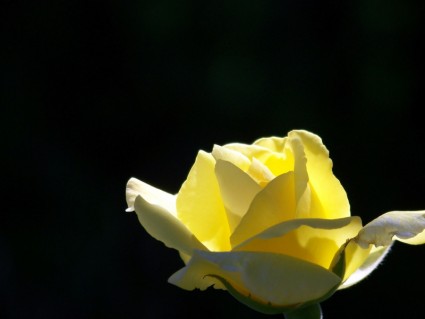黃玫瑰