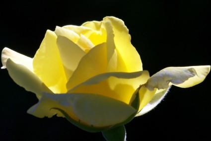 Hoa hồng màu vàng