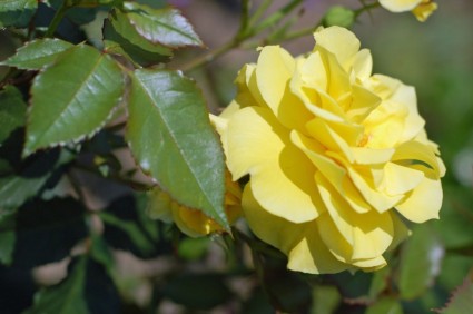 Gelbe rose