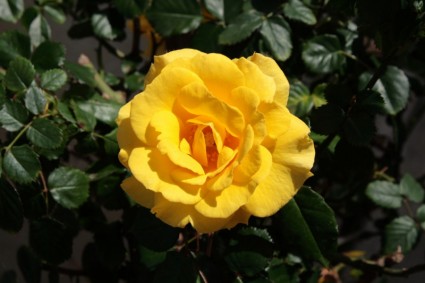 黄色いバラが咲く