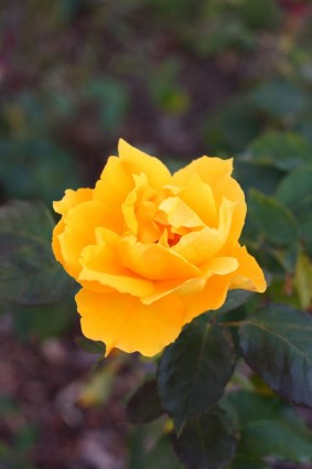Żółty kwiat róży