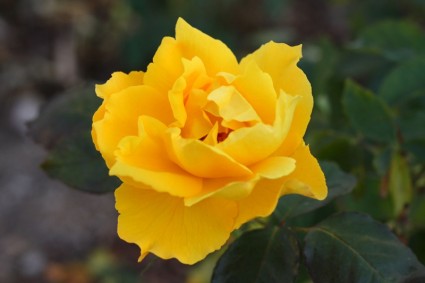 floración de color de rosa amarilla