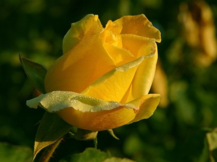 nature de fleur rose jaune