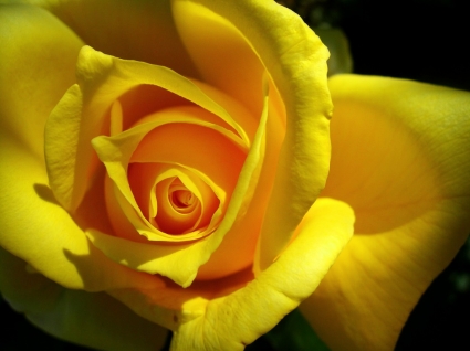 طبيعة الزهور خلفية وردة صفراء
