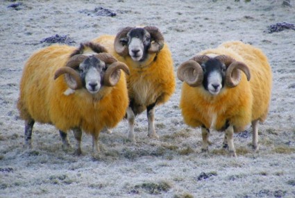 gelbes Schaf