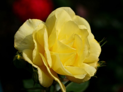 太陽に照らされた黄色いバラ