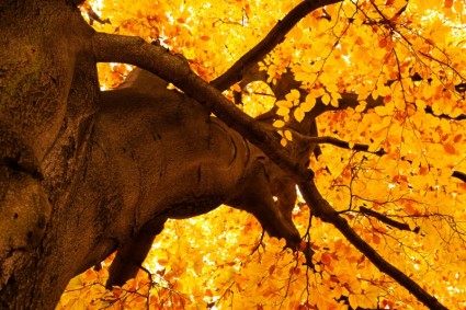黃色的樹在秋天