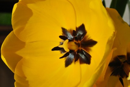 printemps d'une tulipe jaune