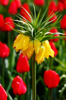 tulipán amarillo con tulipanes rojos