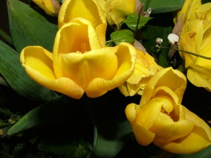 ดอกทิวลิปสีเหลือง