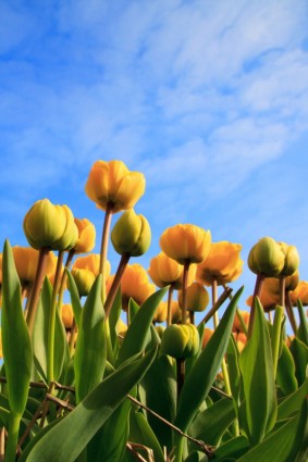 Gelbe Tulpen und Himmel