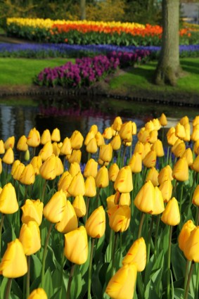 tulipanes amarillos en el Parque