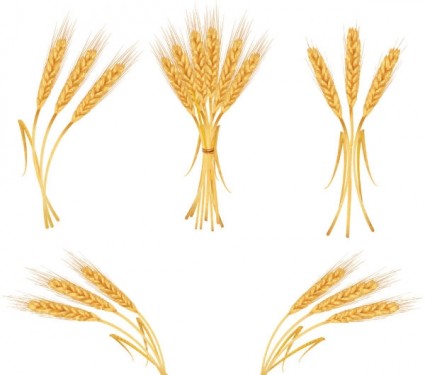 黄色の小麦のベクトル